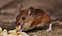 24 Hour & Emergency Exterminators in Rowland Hghts, CA